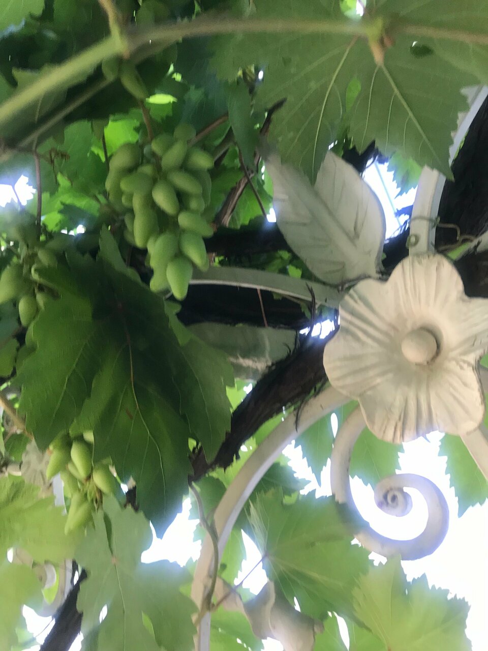 Гостиница Бон Мезон Алушта-130